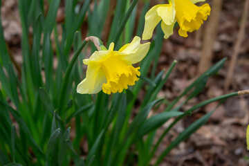 yellow daffodil in sunlight