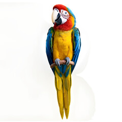 Scarlet Macaw Bird on branch.PNG. AI GENERATED