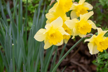 yellow daffodil in sunlight