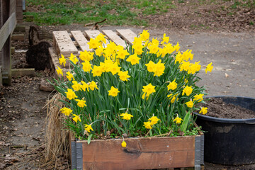 yellow daffodil in sunlight