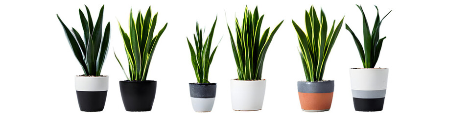 Collection set of indoor plants, various plants in different pots. Isolated on transparent PNG. Home indoor design