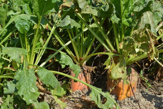 Futterr&uuml;ben, vor der Ernte