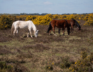 New Forest Ponies.