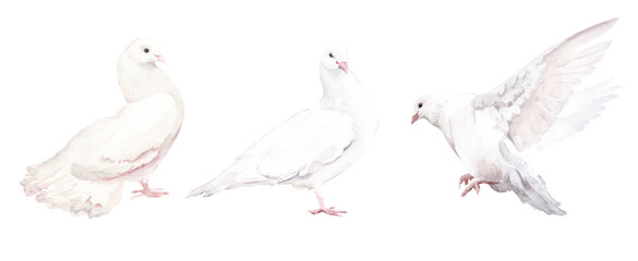 Watercolor Set with White Dove Bird on White Background. Perfect for invitation and social media.
