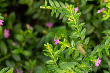 Obraz premium A bunch of purple flowers are growing on a bush