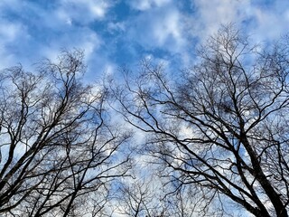 Fototapeta premium Bottom view of tree tops without leaves, blue sky and white clouds