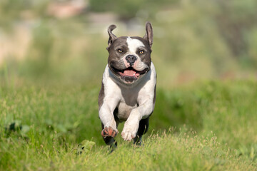 Up close photo of an American Bulldog running in the green field