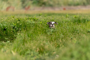 Natural portrait of an American Bulldog hiding in the tall grass