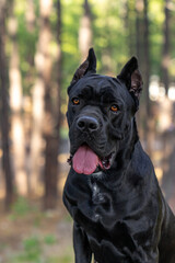 Black Cane Corso dog posing for a portrait
