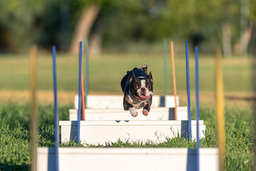 Boston Terrier jumping over hurdles at a flyball practice