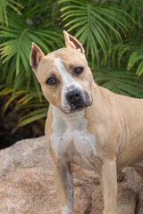 American Staffordshire Terrier posing for a portrait