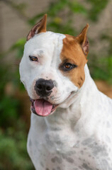 Up close head shot of a white and red American Staffordshire terrier dog