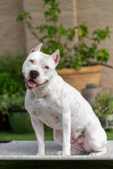 All white American Staffordshire Terrier dog posing outside