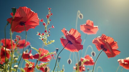 Obraz premium Delicate Red Poppies Clear Blue Sky Contrast
