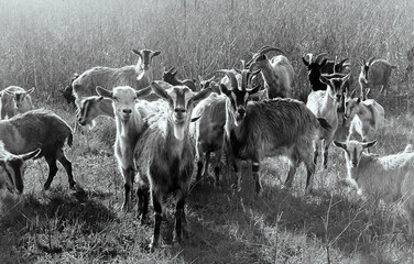 Goats grazing in the meadow, animals close-up, herd, livestock, black and white, vintage, retro, digital noise, cheerful, beautiful, sunny, summer, morning - obrazy, fototapety, plakaty