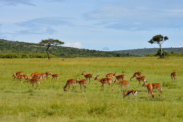 Herd of gazelles in the African savannah in masai mara, kenya