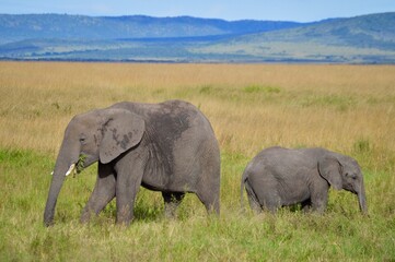 Obraz premium Elephant family portrait of mom with child in the savannah in masai mara, kenya