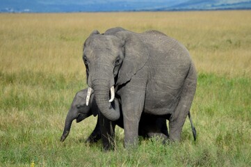Elephant family portrait of mom protecting child in the savannah in masai mara, kenya © Ellie