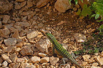 small green lizard in sicily