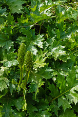beautiful flowers in the Zingaro nature park in Sicily