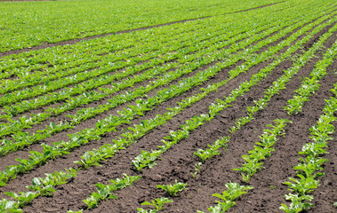 On the farm field grow sugar beets