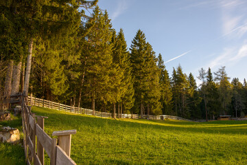 Gentle slopes of a mountain pasture at dusk with a soft golden light touching the trees and grass.