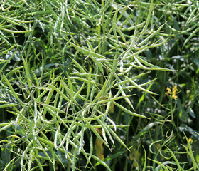 On the plant are pods winter crops of rapeseed