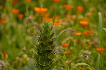 flowering meadow with bokeh in Sicily in spring