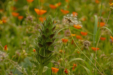 flowering meadow with bokeh in Sicily in spring