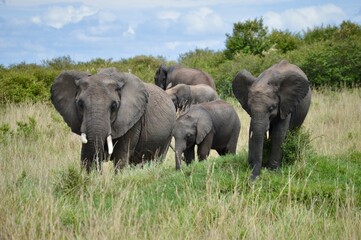 Elephant family portrait in Masai Mara, Kenya