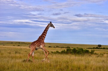 giraffe in the savannah in Masai Mara, Kenya