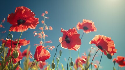 Obraz premium Delicate Red Poppies Clear Blue Sky Contrast
