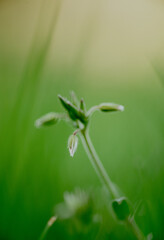 spring time in closeups
