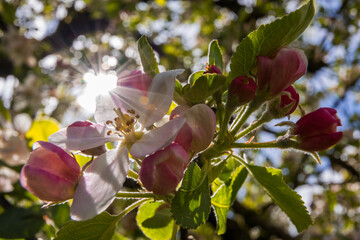 Aufnahme von schönen zartrosa Apfelblüten mit Sonnenblendenstern.