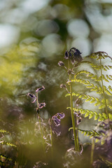 spring time in closeups
