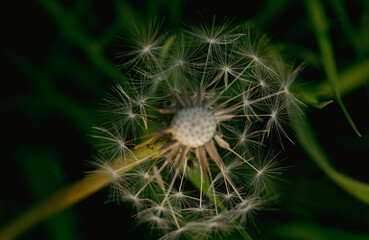 spring time in closeups