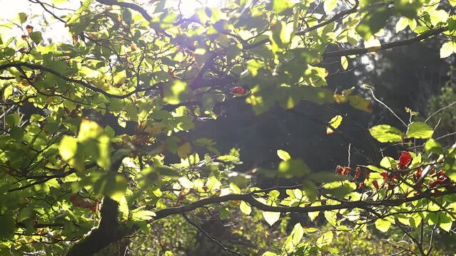 Calm forest scene with insects flying amongst shrubs and trees