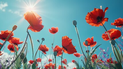Fototapeta premium Delicate Red Poppies Clear Blue Sky Contrast