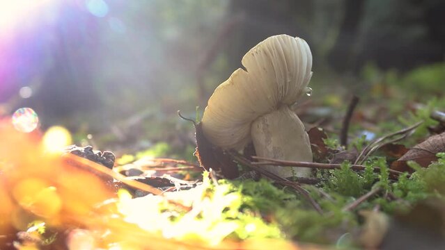 Static clip of mushroom on the forest floor with sunlight glaring