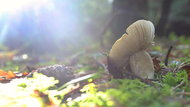Mushroom on the forest floor with sunlight glaring