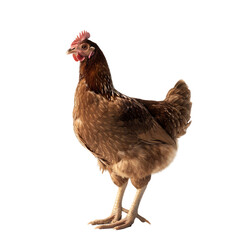 A brown chicken standing on its legs, full body, white background.