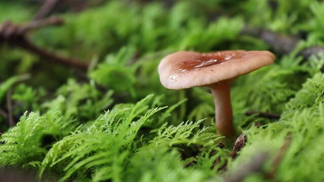 Mushroom in an Irish forest