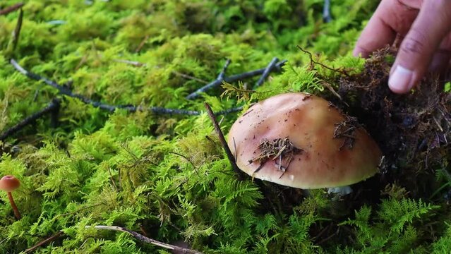 Mushroom on the forest floor is uncovered by hand