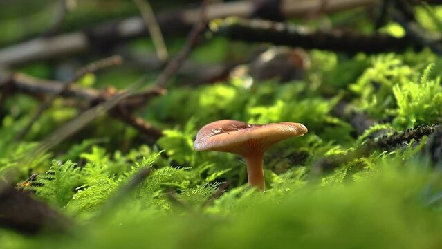 Mushroom grown from a layer of moss in a forest
