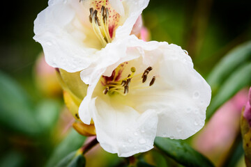 Weiße Rhododendron