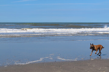 Dog at the beach - 794391520