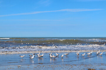 Seagulls at the beach - 794391590