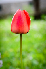 Rote Tulpe im Garten