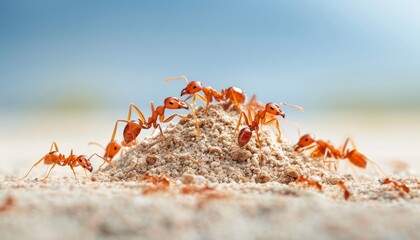 Some ants on a pile of sand