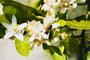 Bee collecting pollen on the orange blossom.